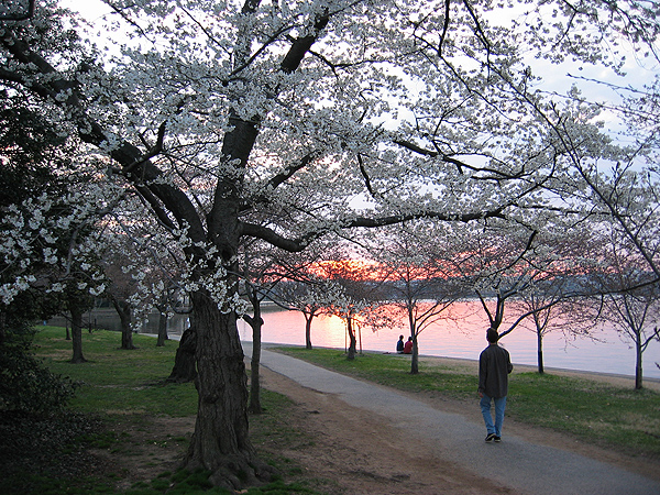 Japanese Cherry_Trees